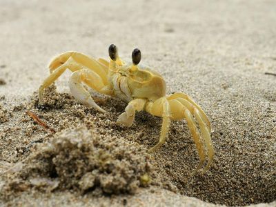 The Atlantic ghost crab uses teeth in its stomach to produce guttural growls when danger nears.