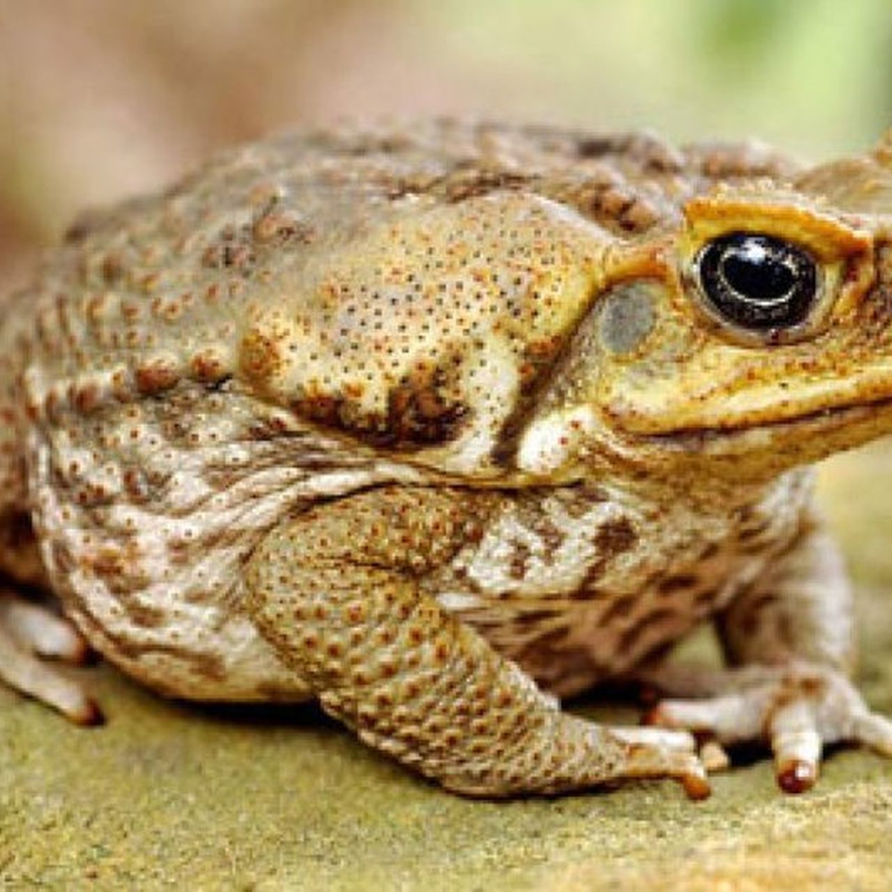 Giant Cane Toad Florida In Case Anyone Wondered: What's The Deal With