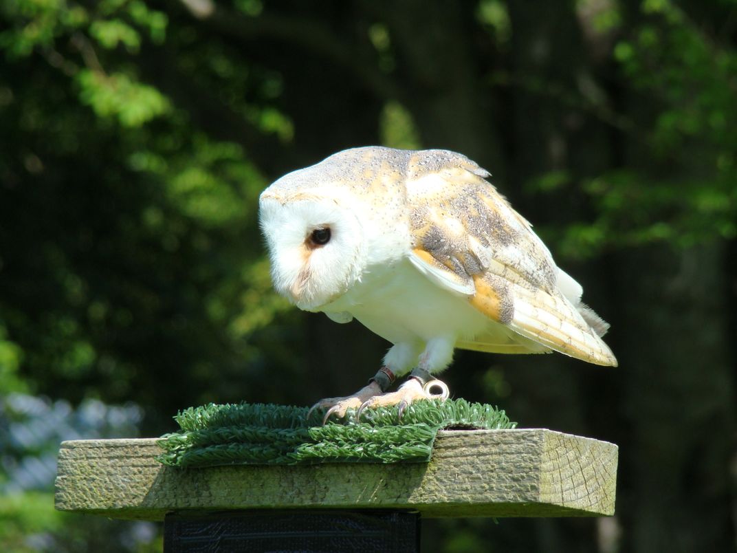 Barn Owl poised to fly at falconry display at Dunrobin