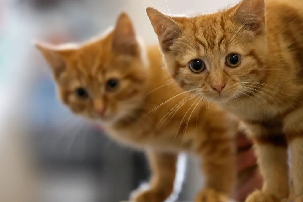 Two orange kittens look at the camera