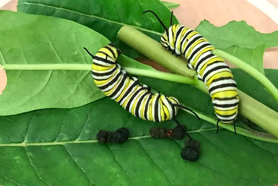 Monarch caterpillars feeding on milkweed leaves and dropping their faces (taken in the laboratory facility).