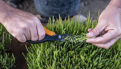 As the Planet Warms, a Humble Sea Bean Is Proving to Be a Promising Superfood