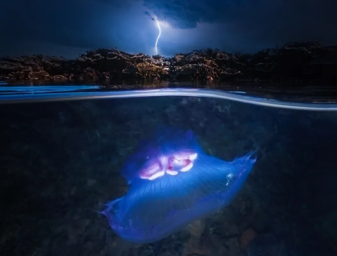a jellyfish seemingly glows in the darkness of the sea