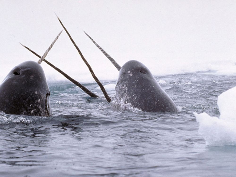 Narwhal tusks