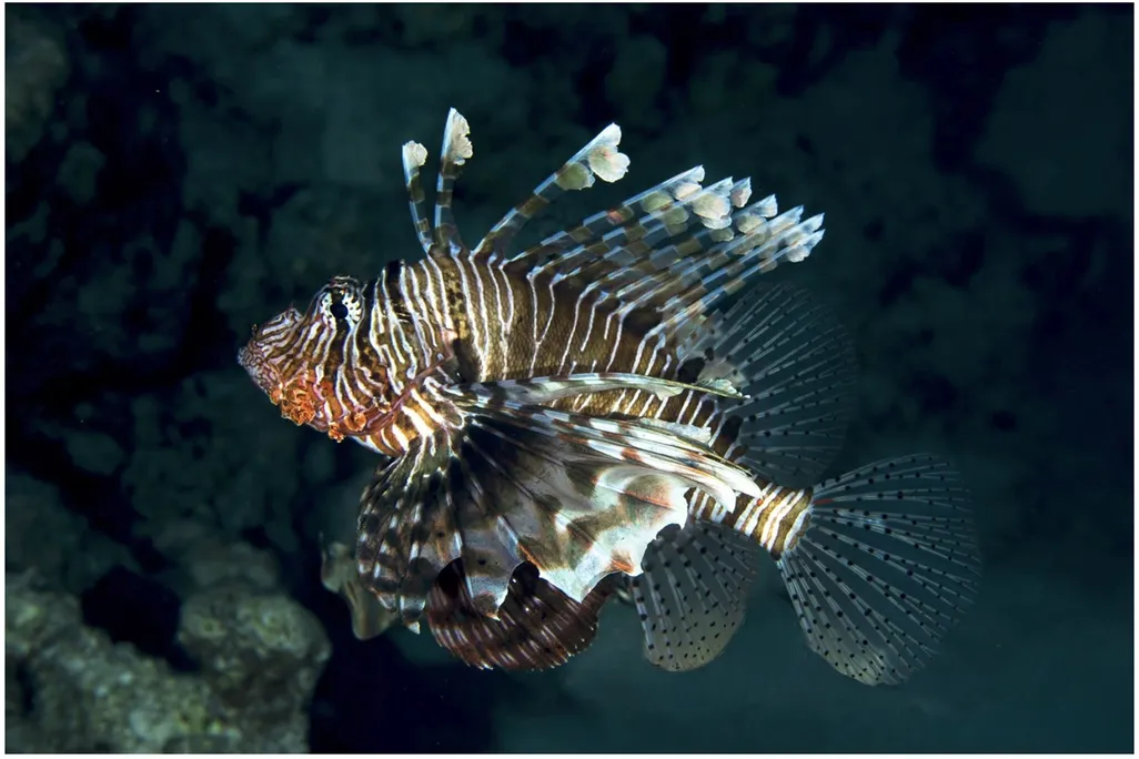 A striped fish underwater