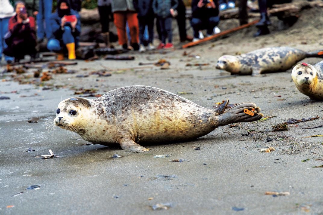 rehabilitated seal pup