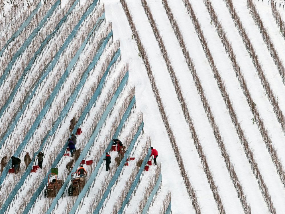 A crew harvesting grapes in Glottertal, Germany, on January 18, 2016.