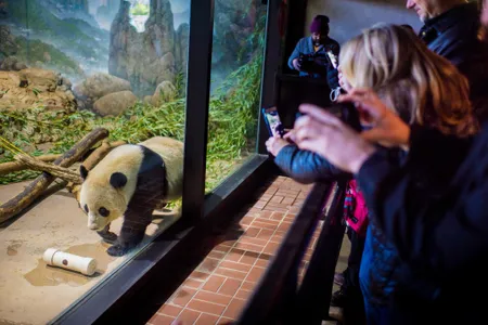 Bao Bao's last day 