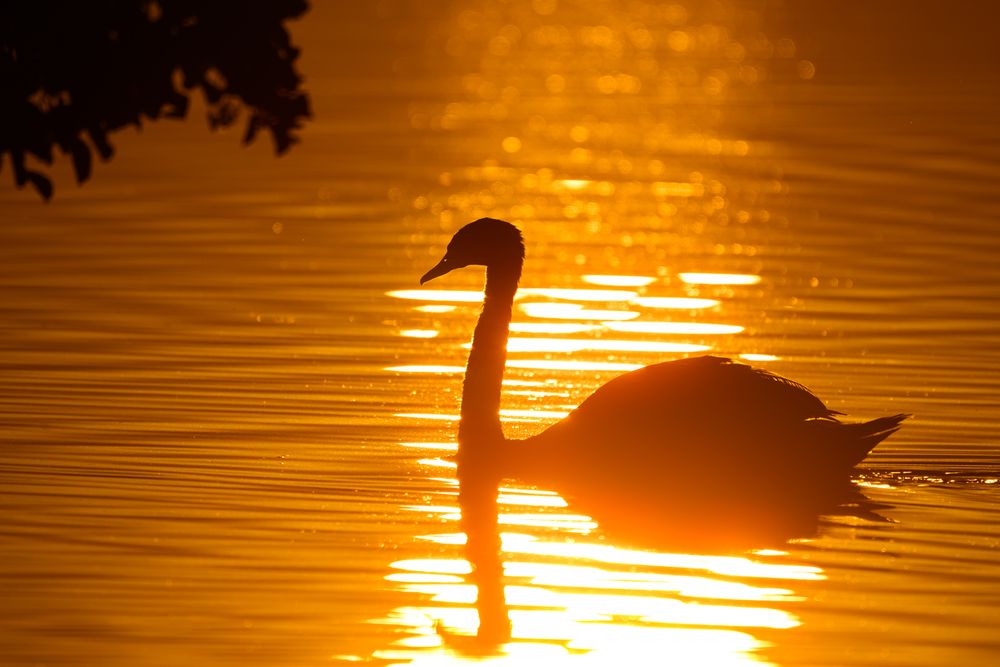 a swan swims on a lake lit in orange by the reflection of the sun