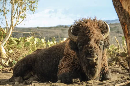 A male bison atop an arid hillside on Santa Catalina Island in California.