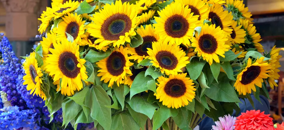  Sunflowers, a common flower of southern France 