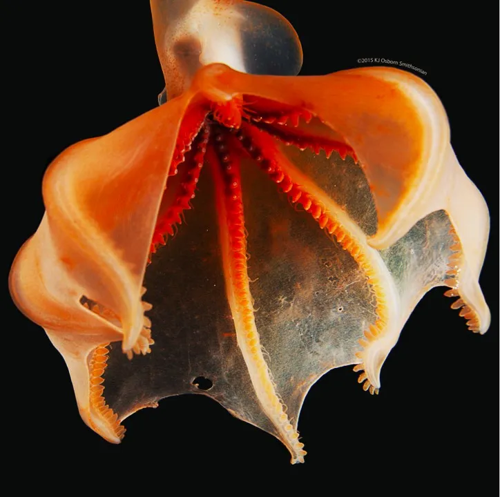 Tentacles of a deep-sea jellyfish.