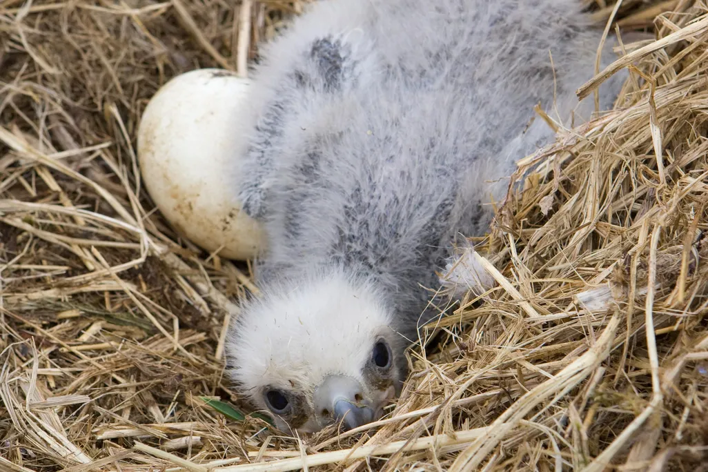 Baby Bald Eagles