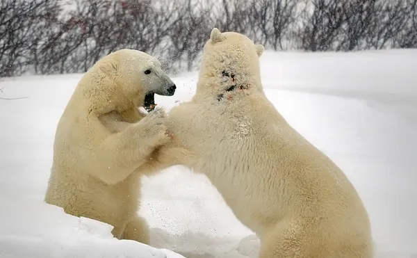 Sparring Polar Bears thumbnail
