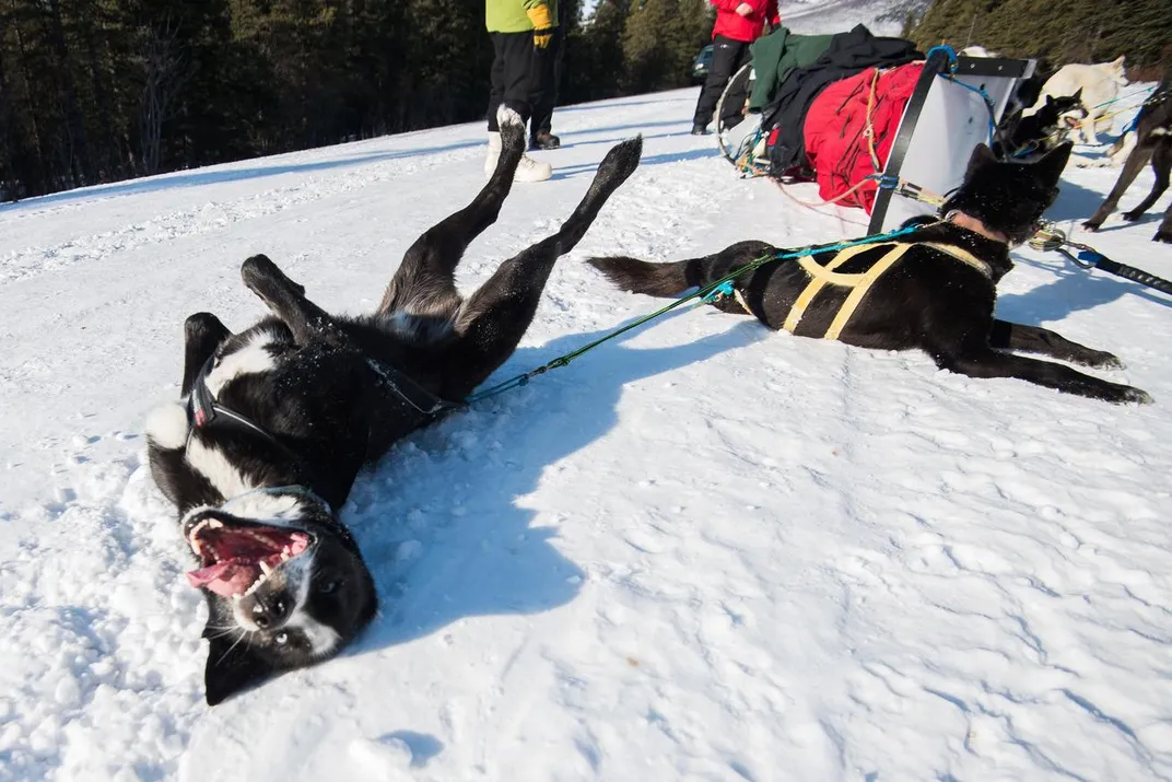 How Denali National Park's Sled Dogs Prepare for Winter