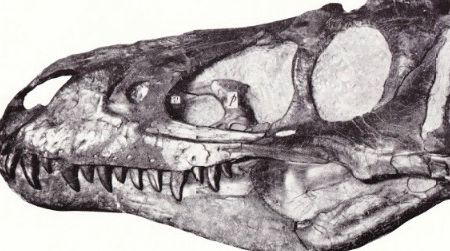 The skull Gilmore described as "Gorgosaurus lancensis"