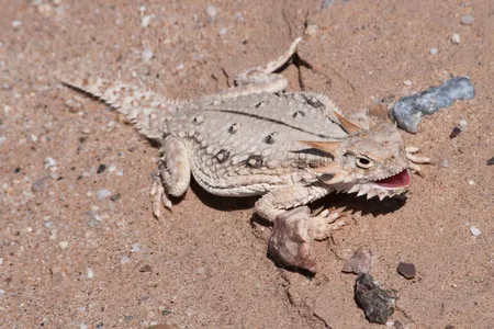 The flat-tail horned lizard's desert habitats in the American West are changing rapidly, thanks to us humans.