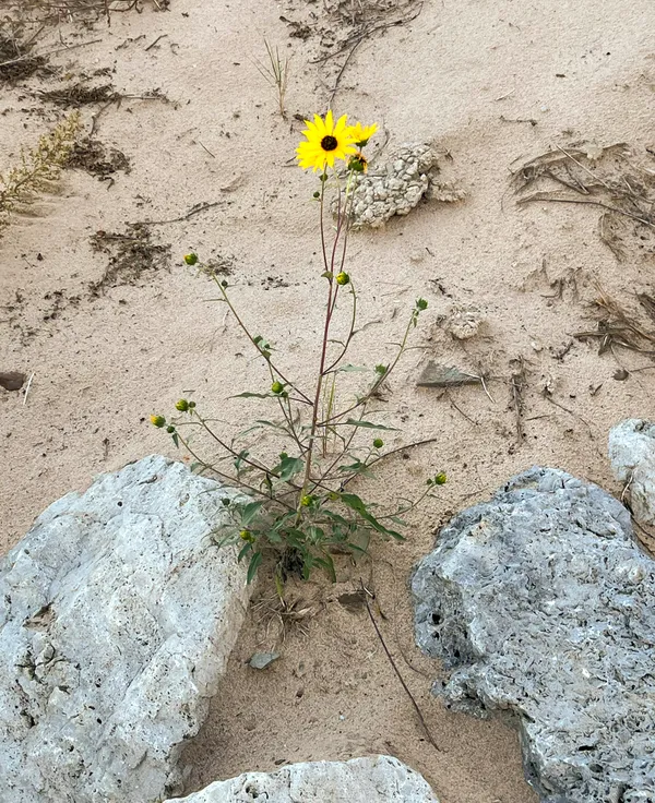 Flower Amid Dune Sand and Rocks thumbnail