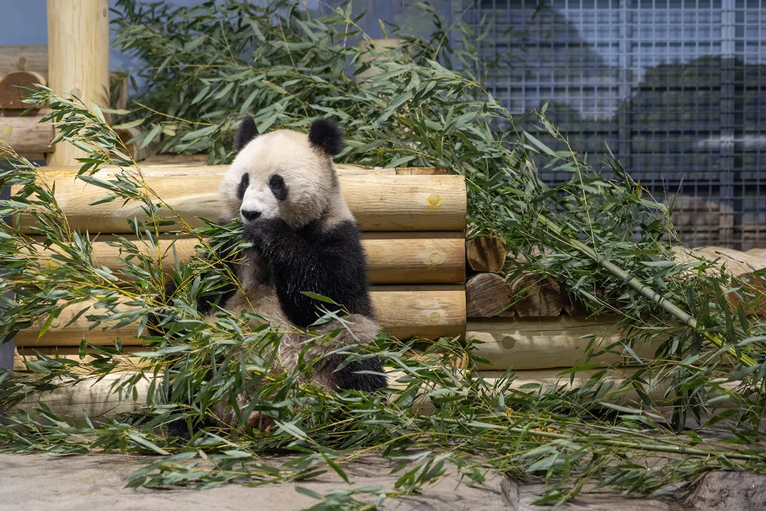 A panda leans while eating bamboo.