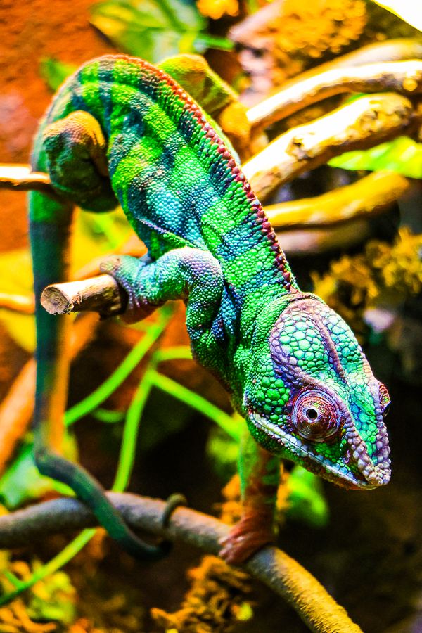 Colorful Chameleon thumbnail