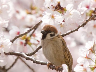 The Eurasian tree sparrow is one of 30 bird species in decline around Fukushima.