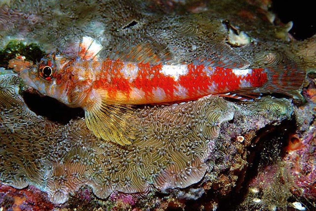 twin_spot_triplefin_ross_roberston.jpg