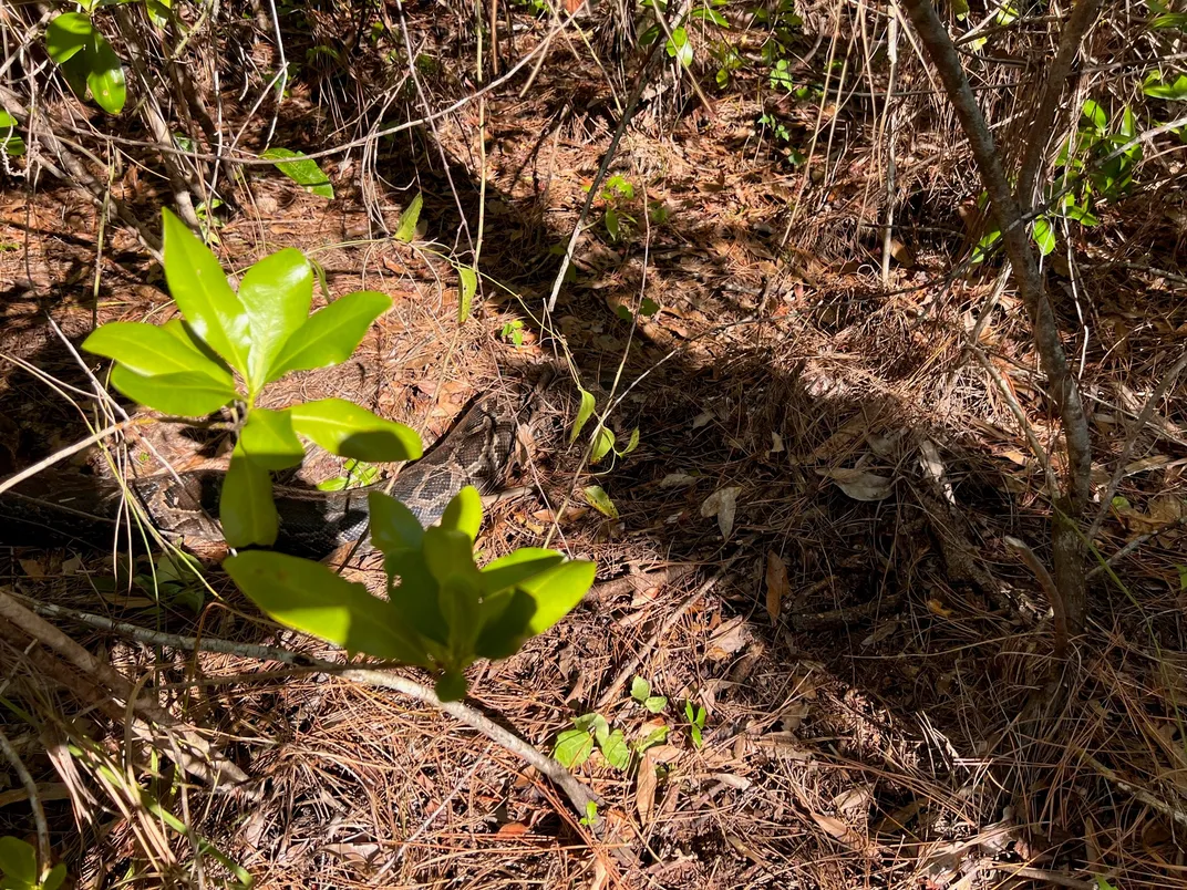 Burmese python remains cached under pine needles