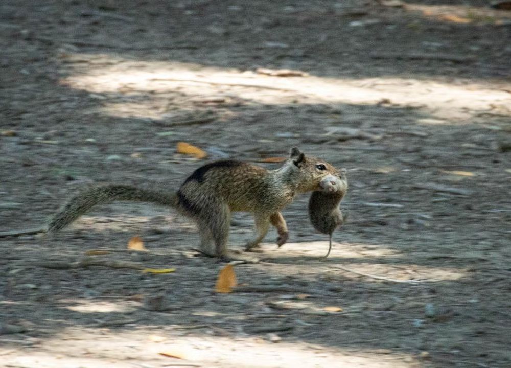 a squirrel runs with a vole in its mouth
