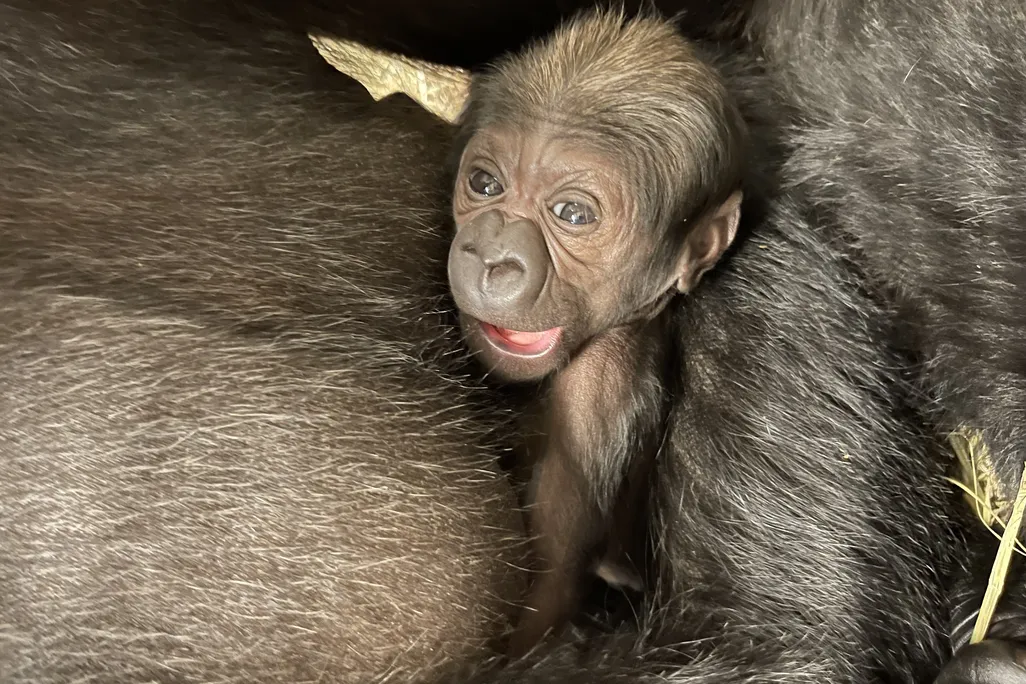 Gorilla baby