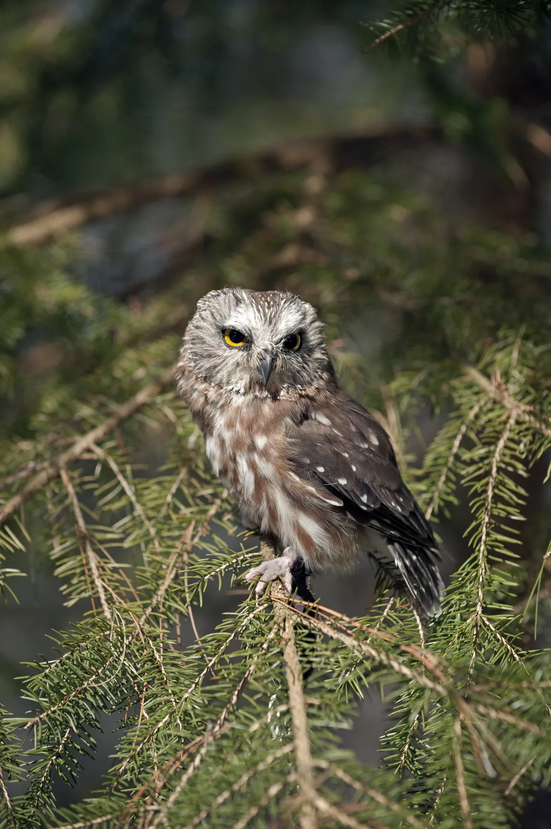 Northern saw-whet owl on tree branch