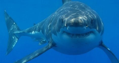 A great white shark off the coast of South Africa