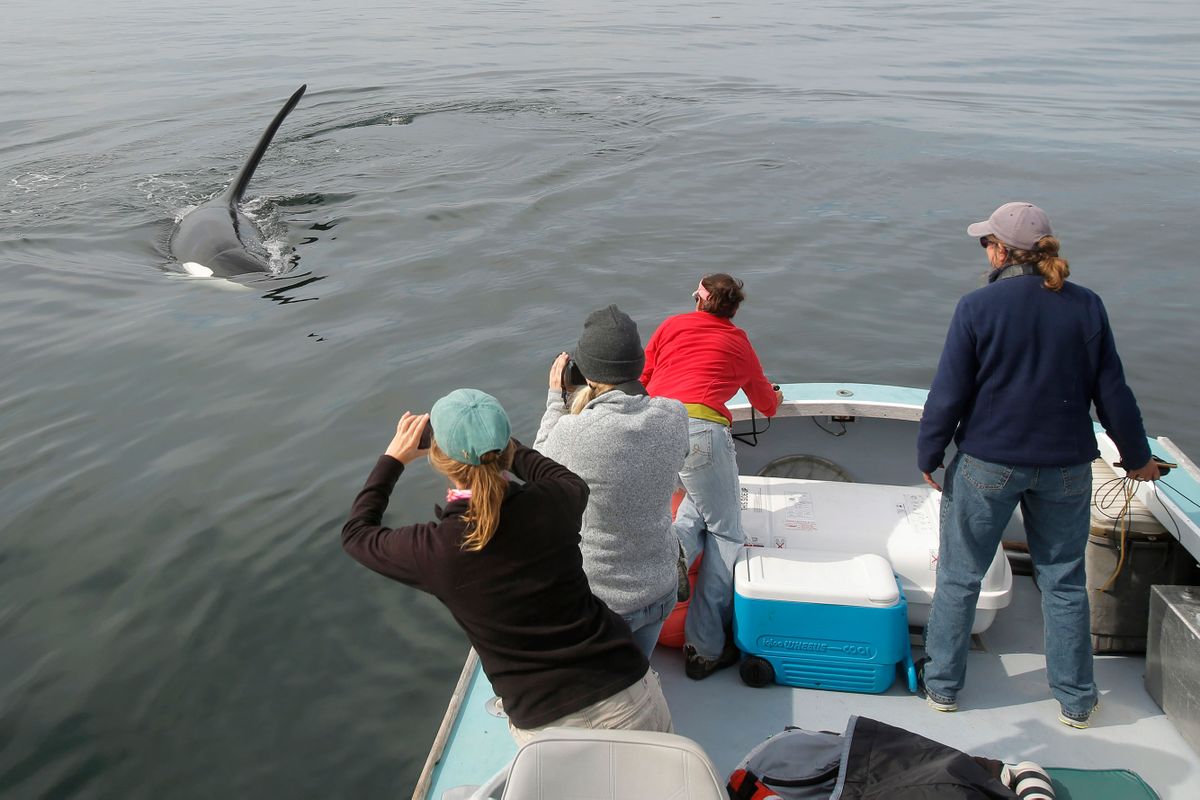 The Curious Case of 'Old Thom,' an Orca Traveling Alone in the North Atlantic