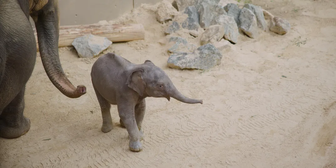 a baby elephant, trunk held aloft, on sandy ground with part of an adult elephant visible at the left