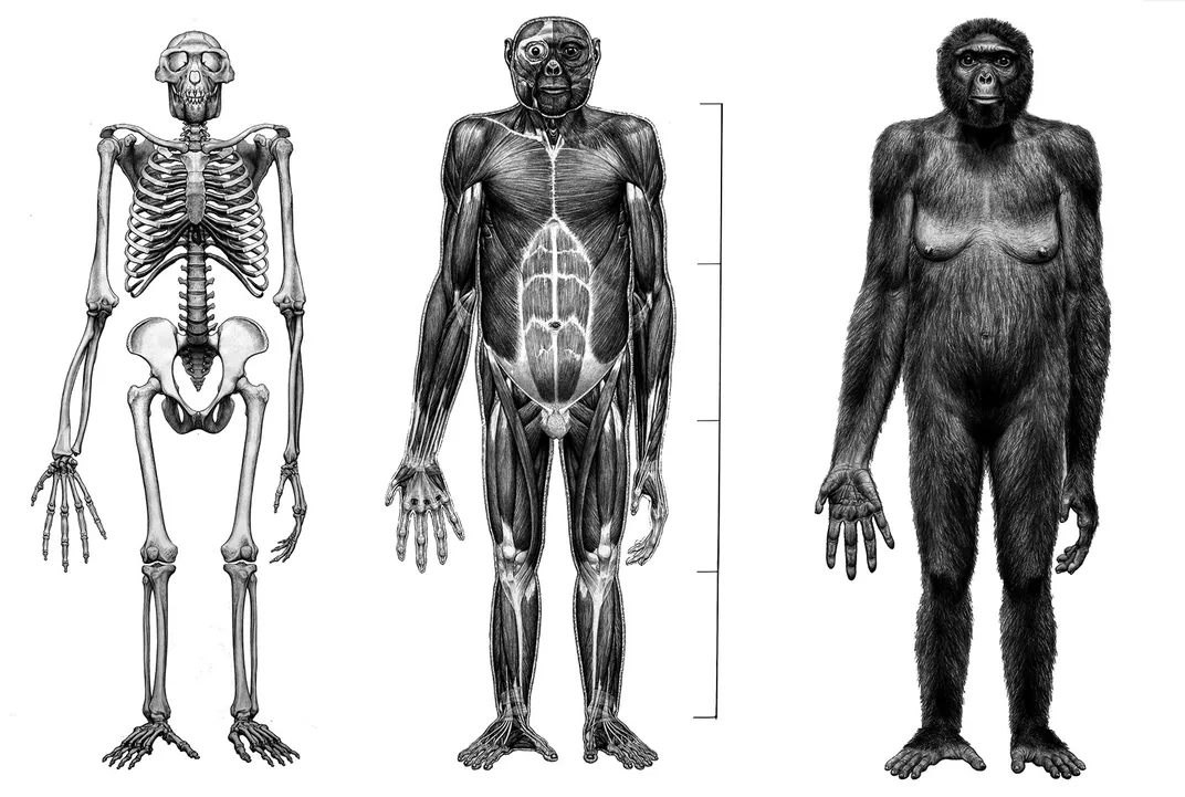 Ardipithecus