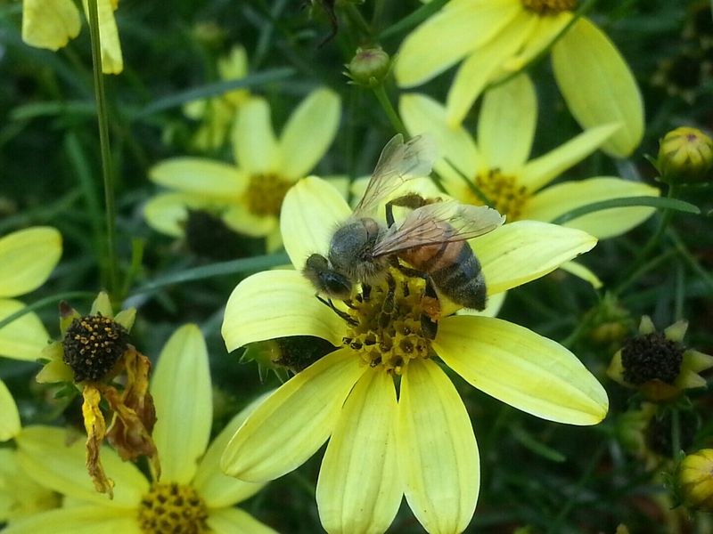 A bee getting nectar and pollinating flowers Smithsonian Photo