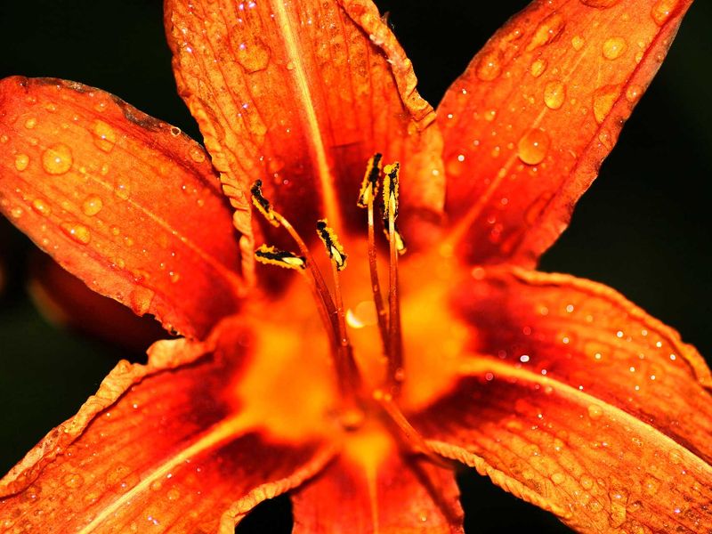 Trumpet Lily shot in Night after Rainfall in Kashmir Smithsonian