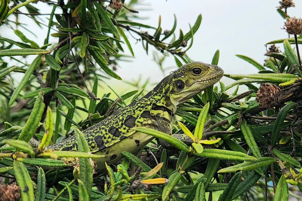 a yellow and brown iguana