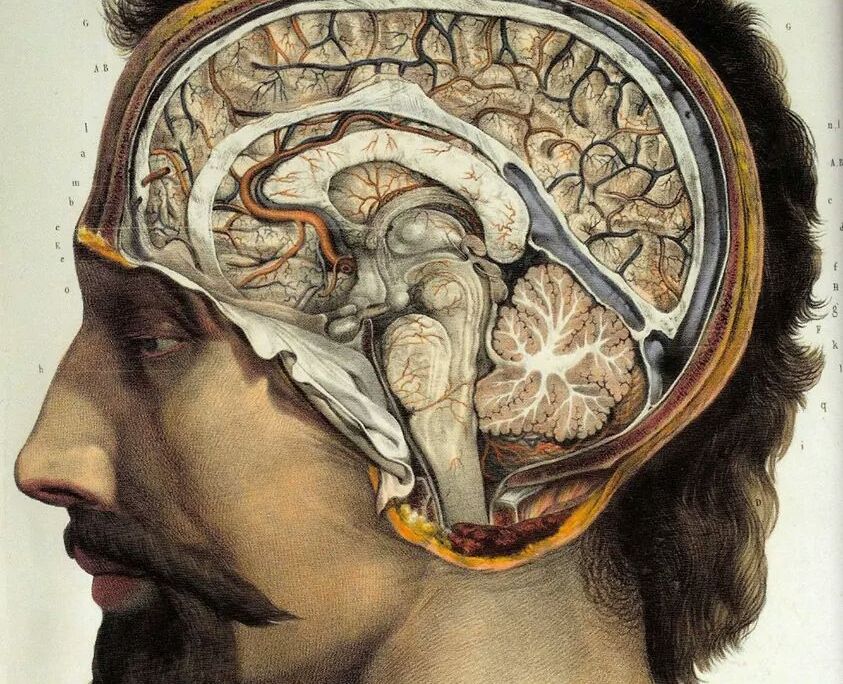 Brains