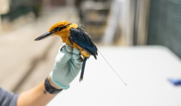 A male Guam kingfisher bird wearing a transmitter on its back is held gently in an animal keeper's gloved hand