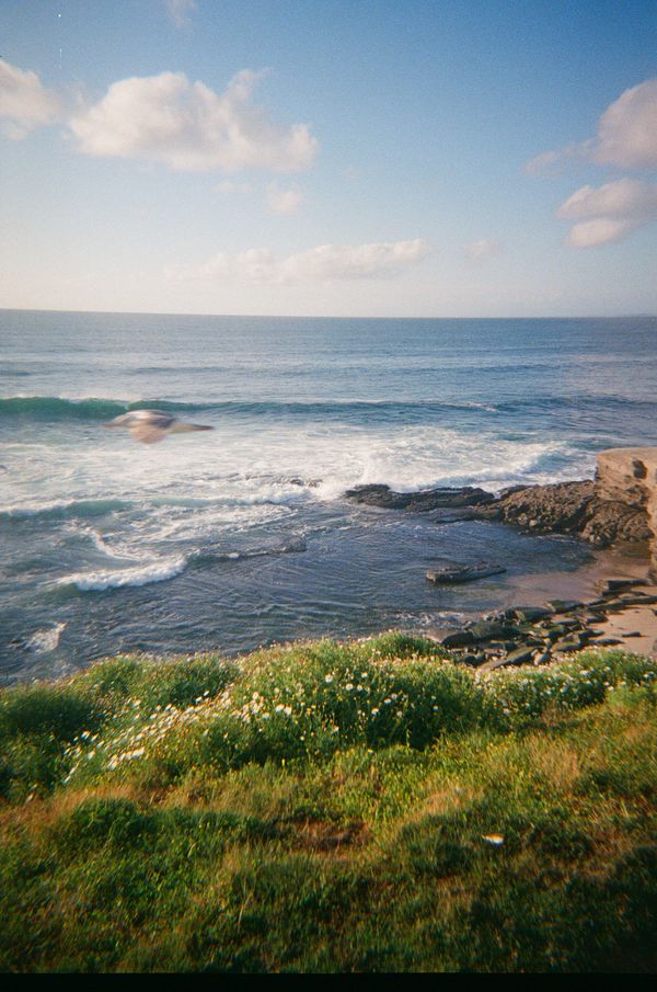 A random afternoon in La Jolla thumbnail