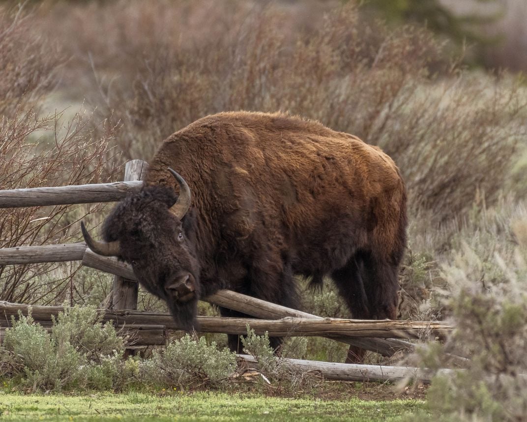 Bison sharpening horns Smithsonian Photo Contest Smithsonian Magazine