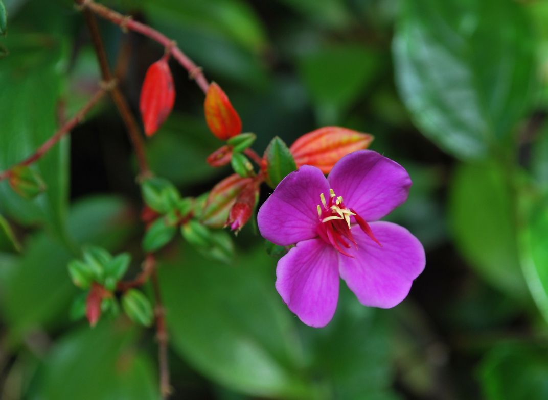 A pretty pink flower spotted on a hike down from the summit of Poas ...