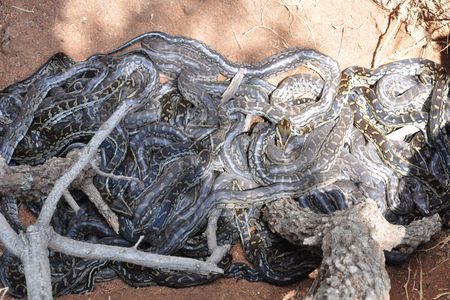Young pythons warm themselves