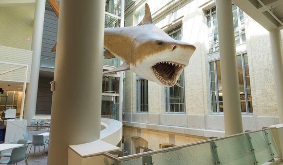 The Smithsonian National Museum of Natural History’s megalodon model is a 52-foot-long female based on a set of teeth discovered in the Bone Valley Formation in Florida. (Smithsonian Institution)