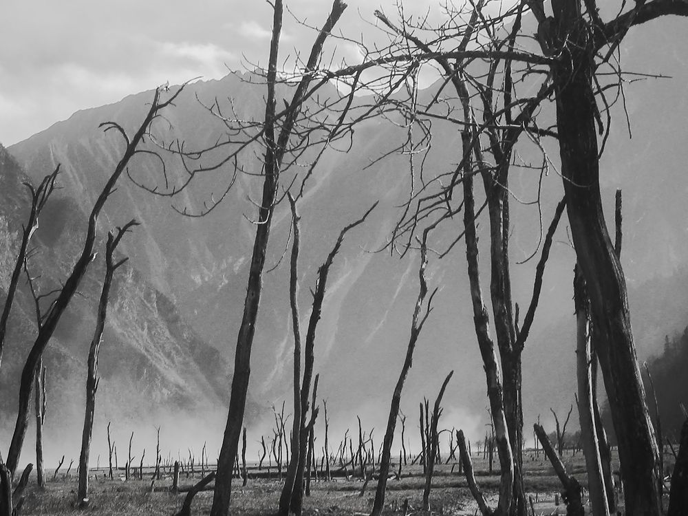 Silent Cycle: Dead Trees | Smithsonian Photo Contest | Smithsonian Magazine