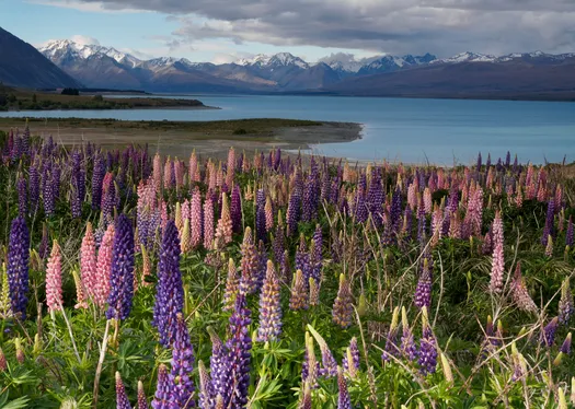 New Zealand North and South: A Tailor-Made Journey