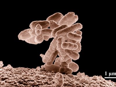 Low-temperature electron micrograph of a cluster of E. coli bacteria, magnified 10,000 times. Each individual bacterium is oblong shaped.