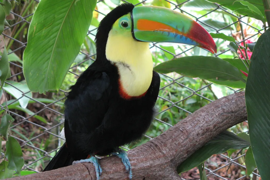 A toucan in Costa Rica’s La Pumas Zoo – soon to be released?