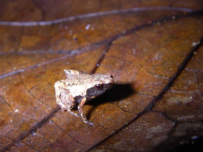 Meet 'Mini mum,' 'Mini scule' and 'Mini ature,' Three New Frog Species Among the World's Smallest