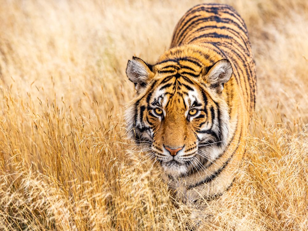 Tiger in tall grass | Smithsonian Photo Contest | Smithsonian Magazine